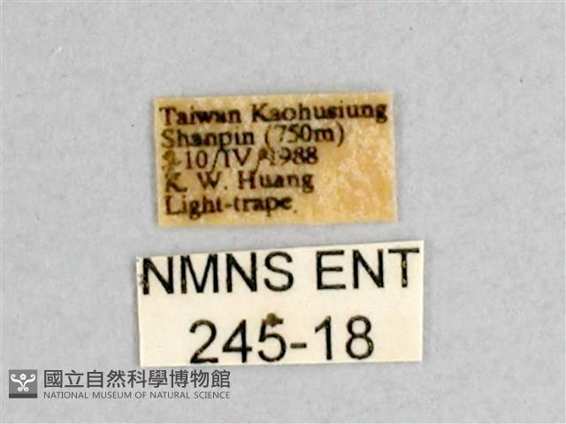 枯球籮紋蛾藏品圖，第3張