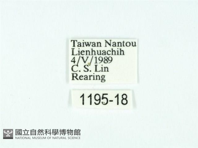 黃肩奇蛾藏品圖，第3張