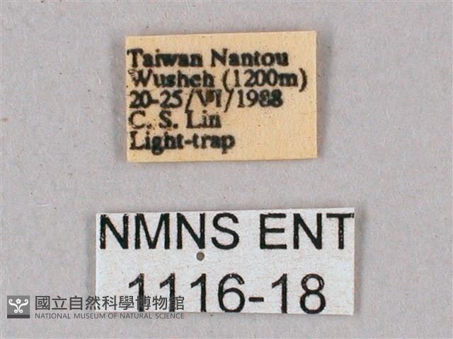 榆綠天蛾藏品圖，第3張