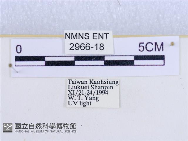 閃光苔蛾藏品圖，第3張