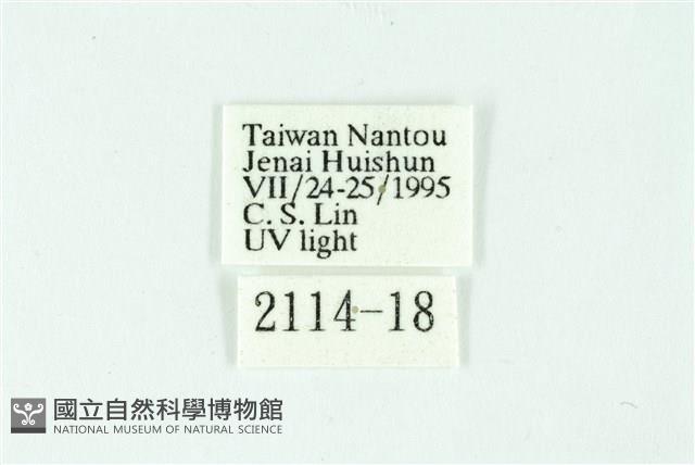 三條橙燈蛾藏品圖，第3張