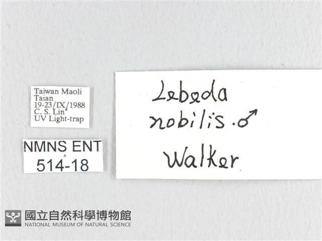 松大毛蟲藏品圖，第3張