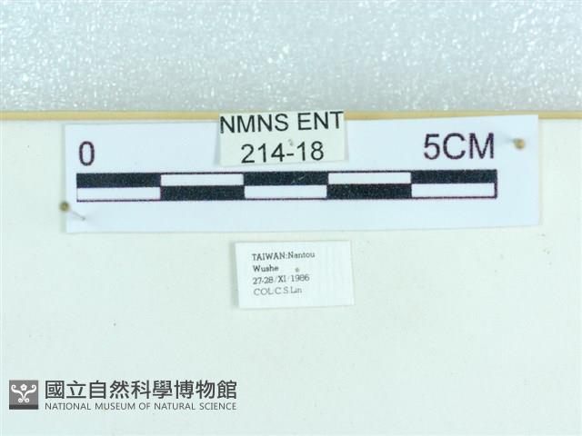 粉蝶燈蛾藏品圖，第3張