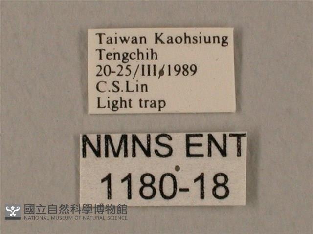 裂斑鷹翅天蛾藏品圖，第3張