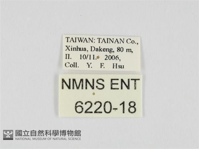 小黃星弄蝶藏品圖，第3張