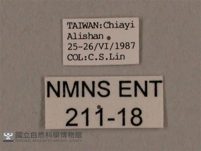 背線天蛾藏品圖，第3張