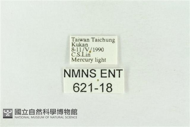 基褐綠刺蛾藏品圖，第3張