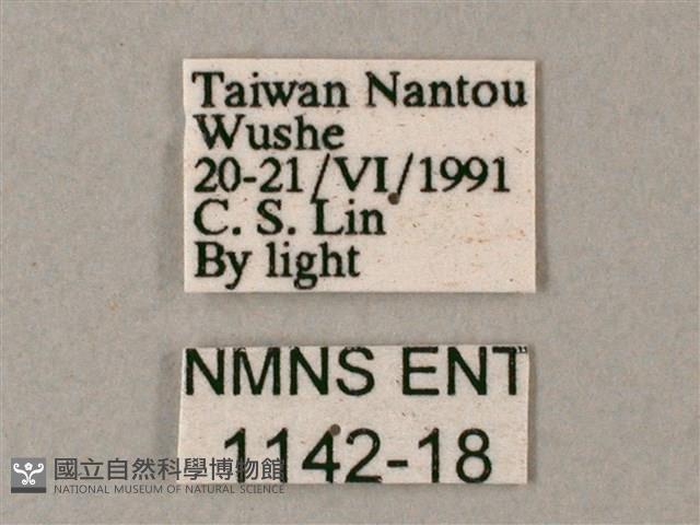 藏斜紋天蛾藏品圖，第3張