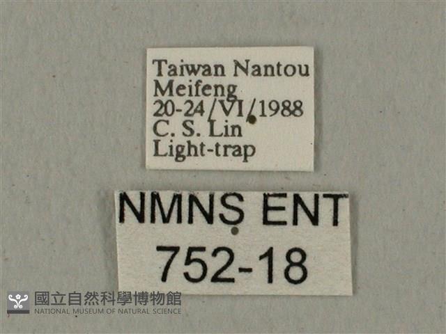 全緣缺角天蛾藏品圖，第3張