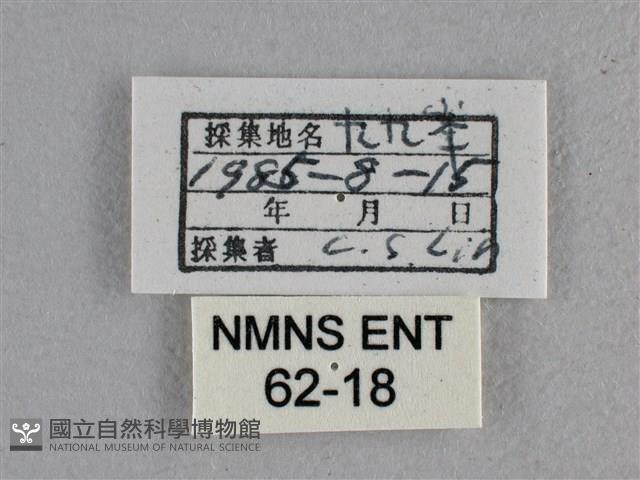 尖翅褐弄蝶藏品圖，第3張