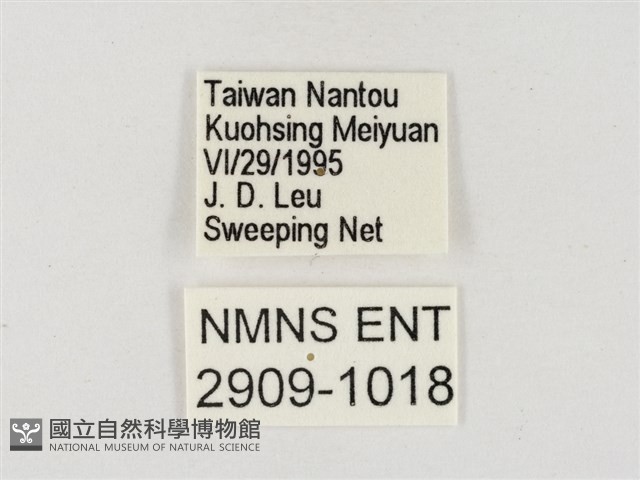 星黃蝶藏品圖，第3張