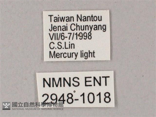 榆綠天蛾藏品圖，第3張