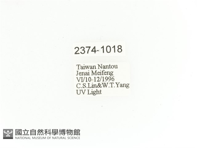 臺灣角金龜藏品圖，第2張