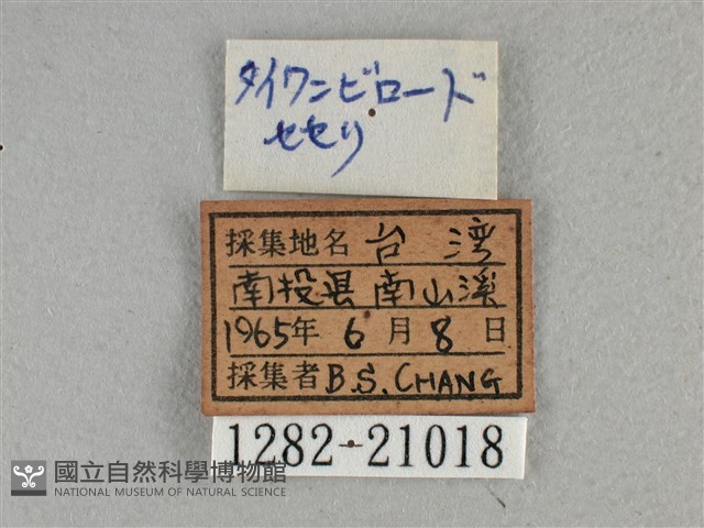 圓翅絨弄蝶藏品圖，第3張