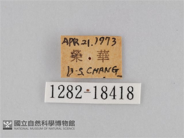 豆環蛺蝶藏品圖，第3張