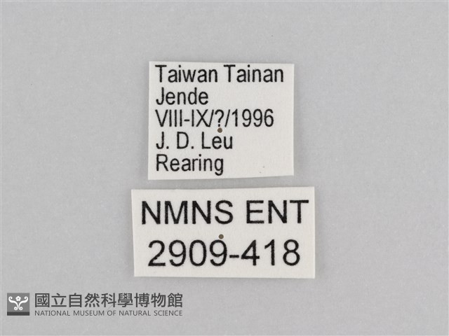 樺斑蝶藏品圖，第3張