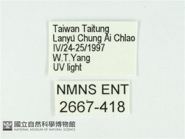 叉紋閃舞蛾藏品圖，第3張