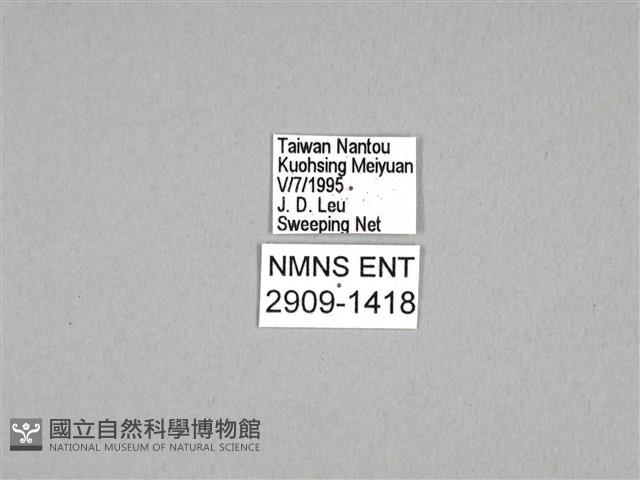 劍鳳蝶藏品圖，第3張
