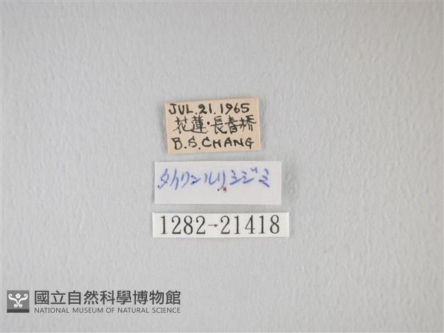 靛色琉灰蝶藏品圖，第3張