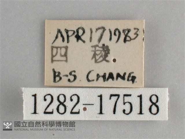 圓翅紫斑蝶藏品圖，第3張