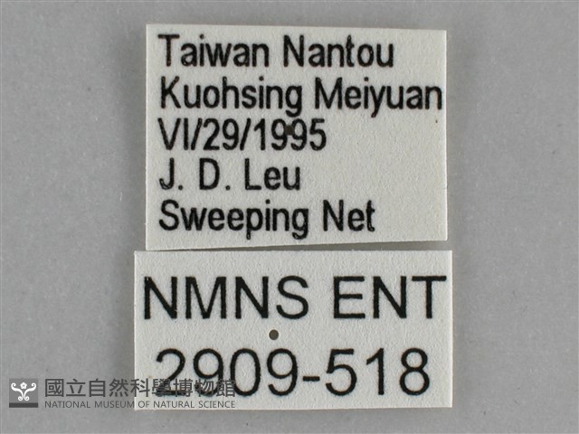 琉璃蛺蝶藏品圖，第3張