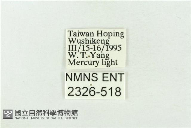 印華波紋蛾藏品圖，第3張