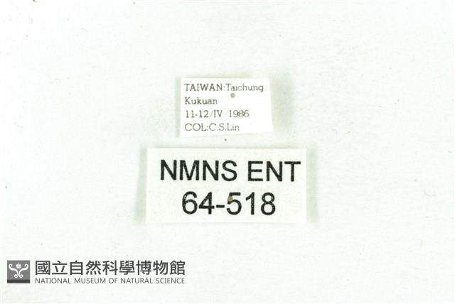 乳白斑燈蛾藏品圖，第3張