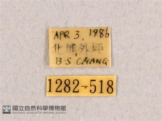 枯球籮紋蛾藏品圖，第3張