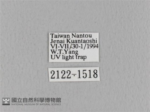 青枯葉蛾藏品圖，第3張