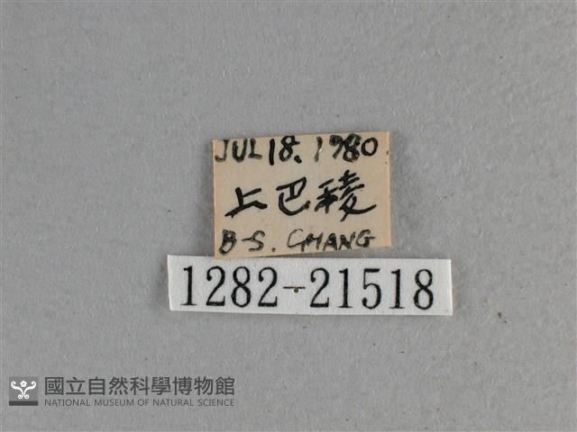 黃星弄蝶藏品圖，第3張