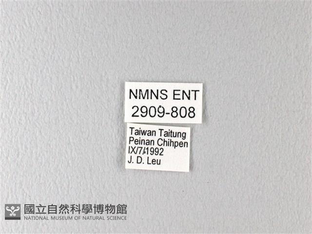 多姿麝鳳蝶藏品圖，第3張