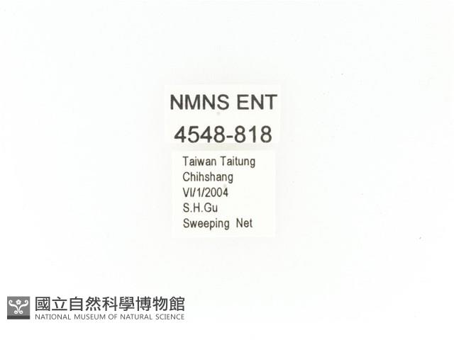 臺灣角金龜藏品圖，第2張