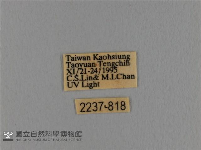 波紋枯葉蛾藏品圖，第3張