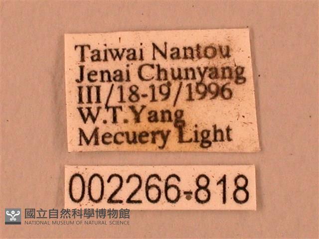 臺灣鋸翅天蛾藏品圖，第3張