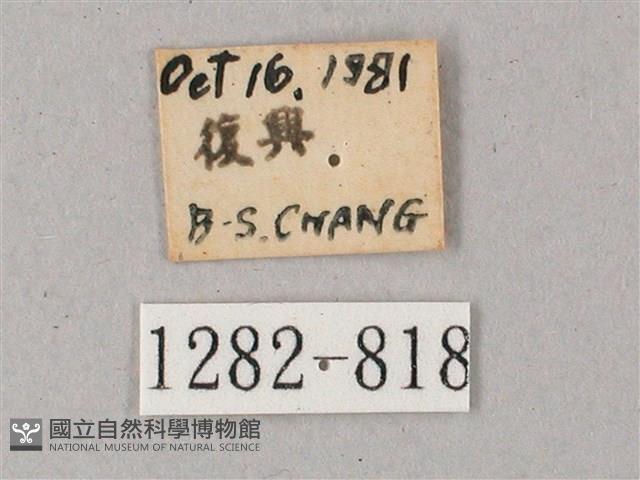 雙斑白肩天蛾藏品圖，第3張