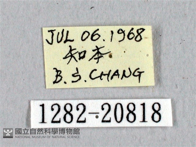 埔里星弄蝶藏品圖，第3張