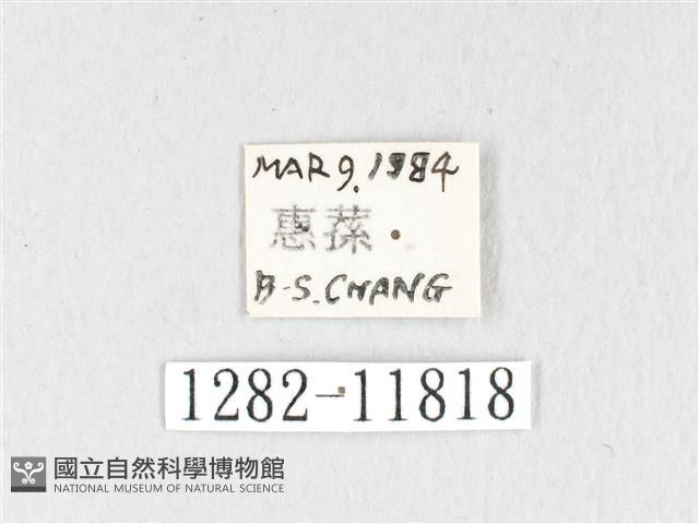 銀肩枯葉蛾藏品圖，第3張