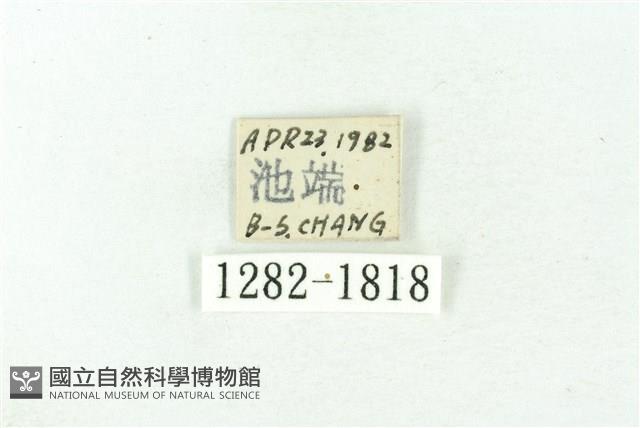 臺雪苔蛾藏品圖，第3張