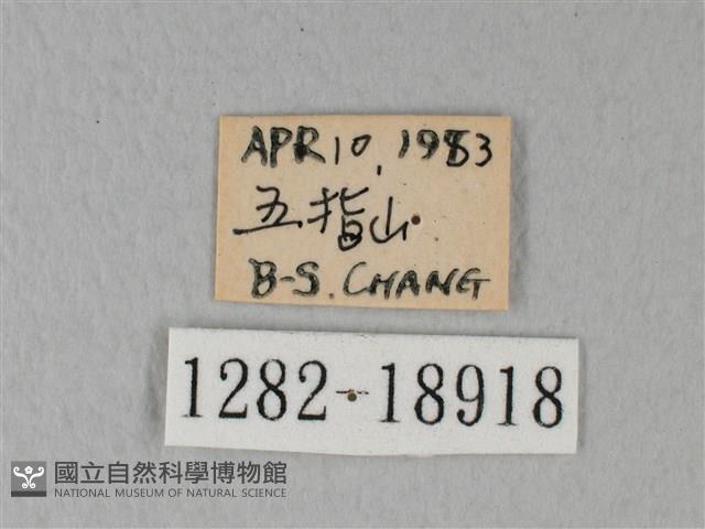 緣點白粉蝶藏品圖，第3張