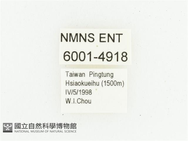 艷邊花金龜藏品圖，第2張