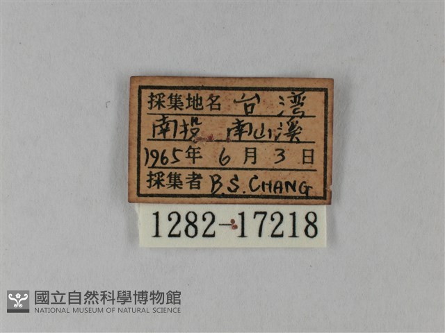 異粉蝶、雌白黃蝶藏品圖，第3張