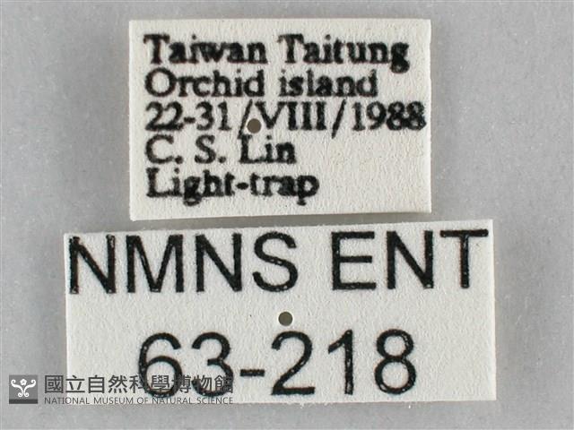 一點擬燈蛾藏品圖，第3張