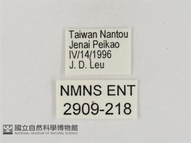 淡褐脈粉蝶藏品圖，第3張