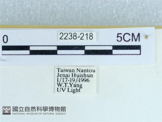 粉蝶燈蛾藏品圖，第3張