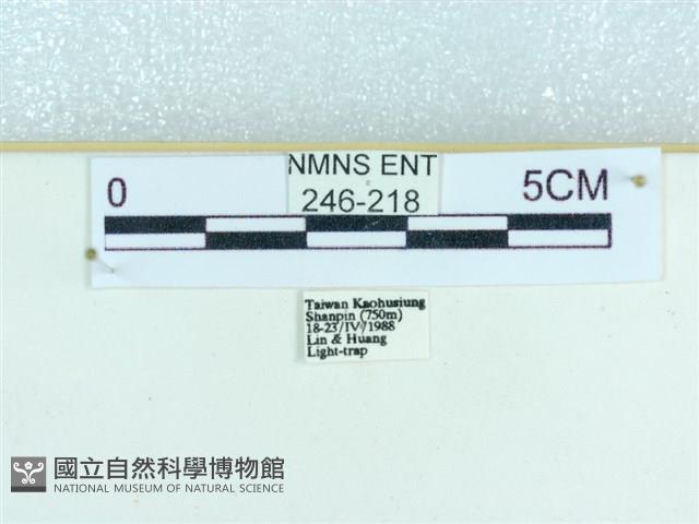 粉蝶燈蛾藏品圖，第3張