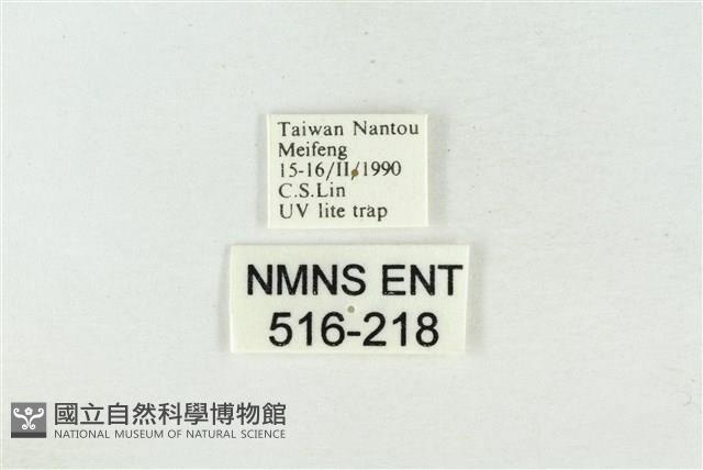 帶波紋蛾藏品圖，第3張