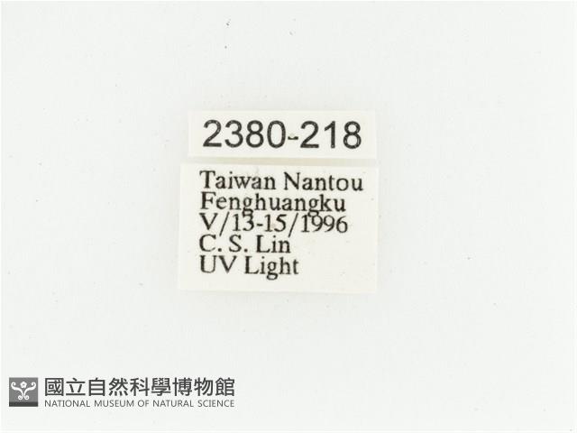 艷金龜藏品圖，第2張