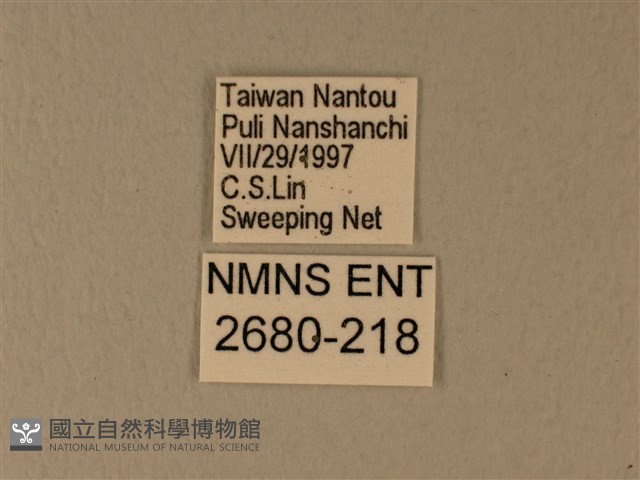 異粉蝶、雌白黃蝶藏品圖，第3張