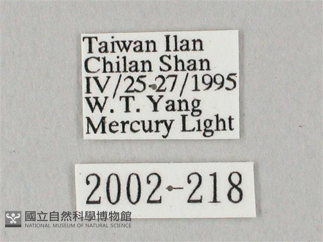 白點天蛾 藏品圖，第3張