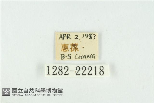 霧社環波紋蛾藏品圖，第3張